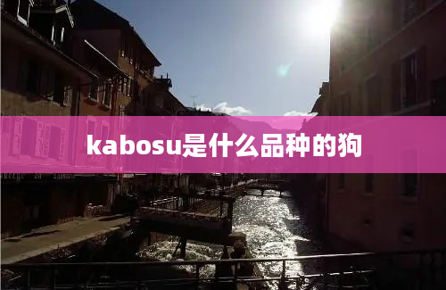 kabosu是什么品种的狗