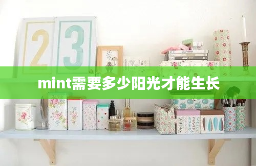 mint需要多少阳光才能生长