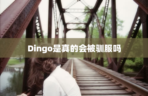 Dingo是真的会被驯服吗