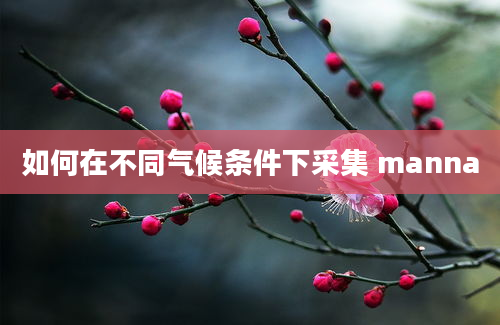 如何在不同气候条件下采集 manna