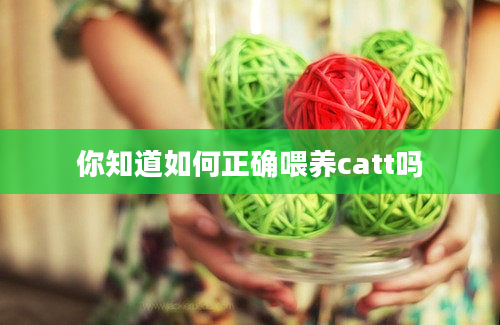 你知道如何正确喂养catt吗