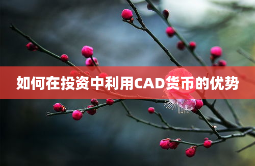 如何在投资中利用CAD货币的优势