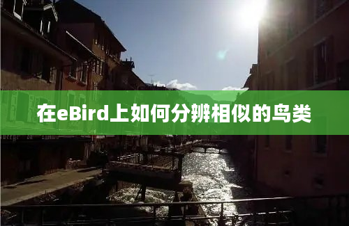 在eBird上如何分辨相似的鸟类