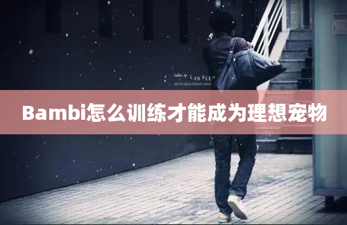 Bambi怎么训练才能成为理想宠物