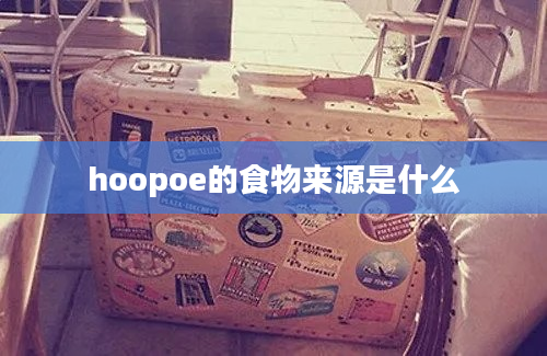 hoopoe的食物来源是什么