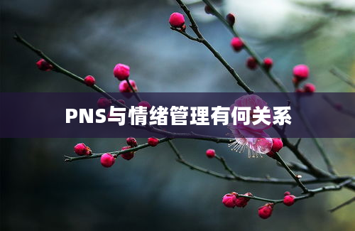 PNS与情绪管理有何关系