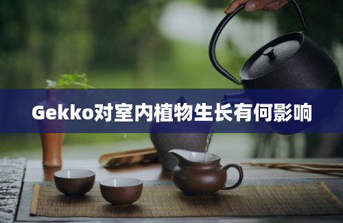 Gekko对室内植物生长有何影响