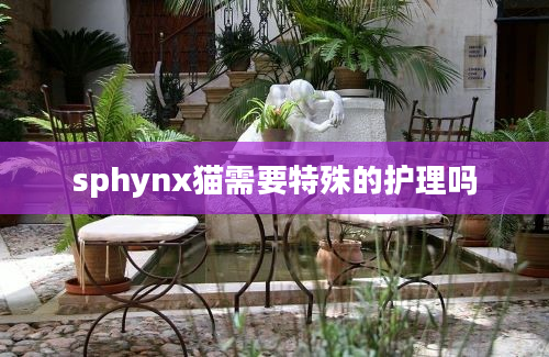 sphynx猫需要特殊的护理吗