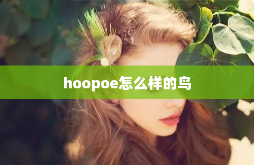 hoopoe怎么样的鸟