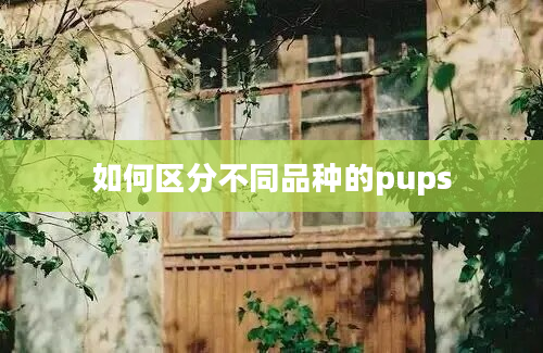 如何区分不同品种的pups