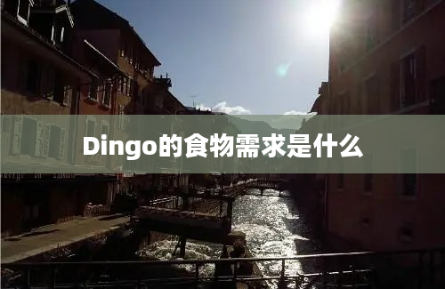 Dingo的食物需求是什么