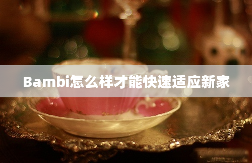 Bambi怎么样才能快速适应新家