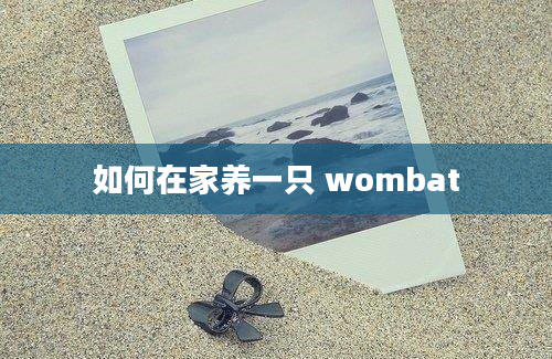 如何在家养一只 wombat