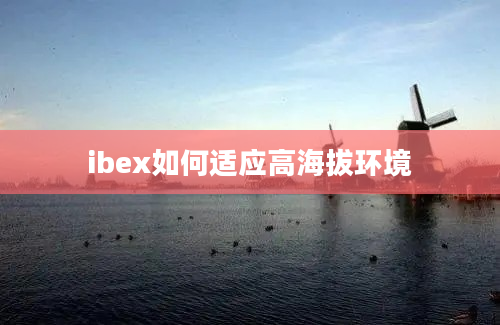 ibex如何适应高海拔环境