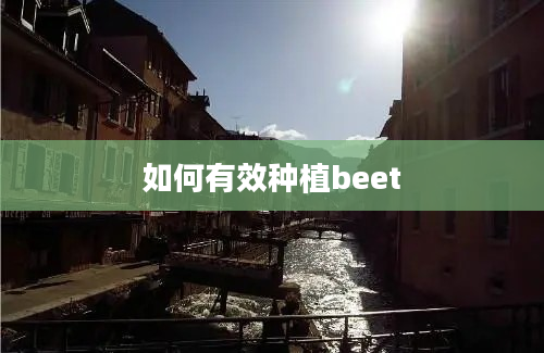 如何有效种植beet