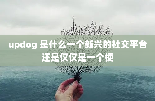 updog 是什么一个新兴的社交平台还是仅仅是一个梗