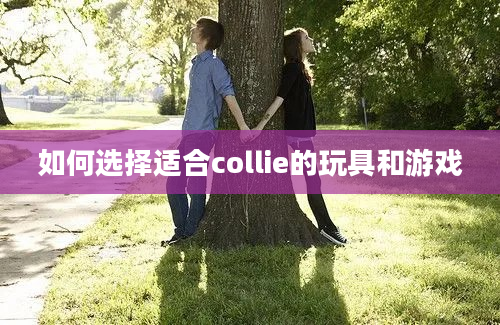 如何选择适合collie的玩具和游戏