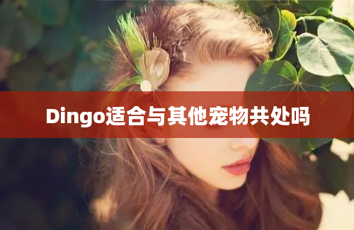 Dingo适合与其他宠物共处吗