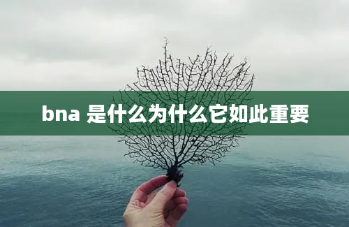 bna 是什么为什么它如此重要