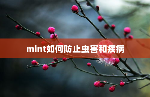 mint如何防止虫害和疾病