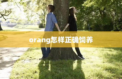 orang怎样正确饲养