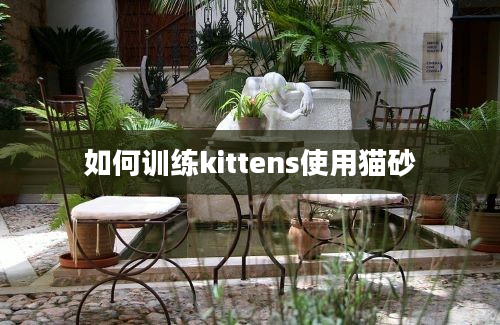 如何训练kittens使用猫砂