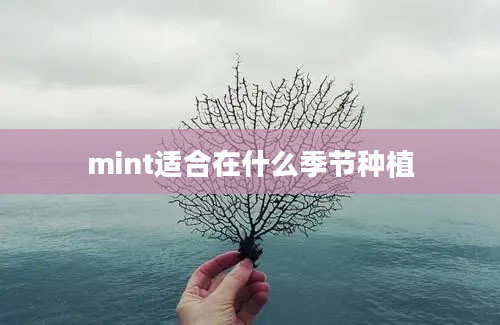 mint适合在什么季节种植