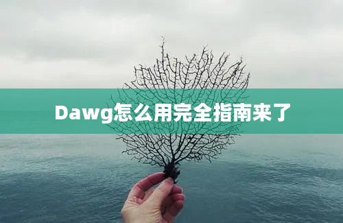 Dawg怎么用完全指南来了