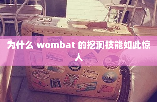 为什么 wombat 的挖洞技能如此惊人