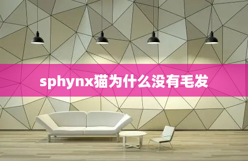 sphynx猫为什么没有毛发