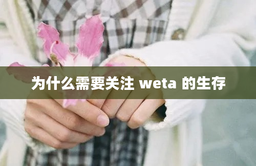 为什么需要关注 weta 的生存